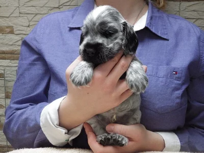 Anglický kokršpaněl vícebarevný s PP